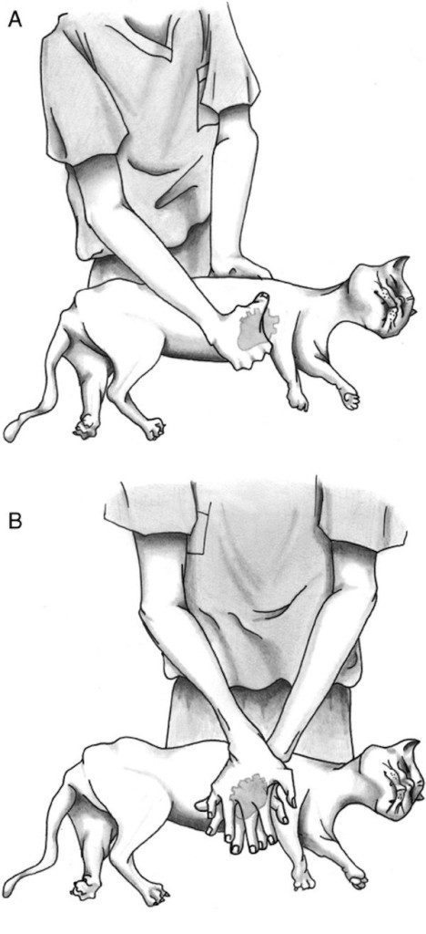 veterinary defibrillator